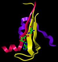 Adenine binding motif in a class II aminoacyl tRNA synthetase.