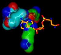 Structural motif for adenine recognition in Brugia malayi Asn-tRNA synthetase (see Sukuru et al, 2006 under Publications).