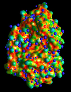 True versus pseudo-water sites on the surface of RNase A, colored by surface topography