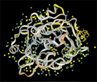 Water sites in thrombin colored by degree of conservation across 10 thrombin structures (see Sanschagrin & Kuhn 1998, under Publications).