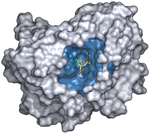 Illustration of protein-ligand binding site rigidification upon complex formation, a phenomenon hypothesized and applied by Raschka et al. 2016 to identify native binding poses from series of dockings.  Protein atoms neighboring the small-molecule binding partner, prephenic acid (yellow), are highlighted in blue for chorismate mutase (PDB entry 1com).  This is one of the diverse proteins tested in the SiteInterlock study.  Hydrophobic and hydrogen-bond interactions that contribute to the interfacial rigidity are shown as blue struts.